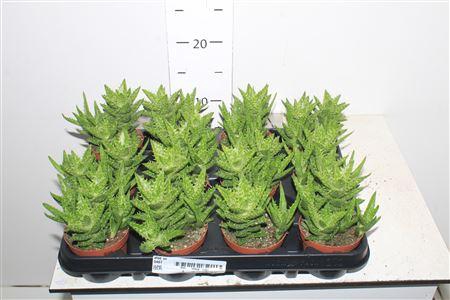 <h4>Aloe Squarosa</h4>