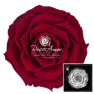 Bonita Red01
