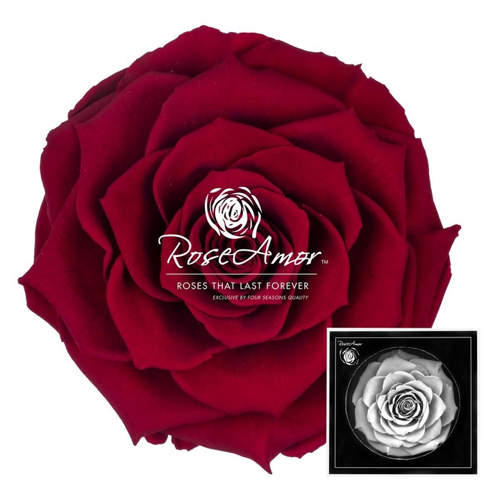 <h4>Bonita Red01</h4>