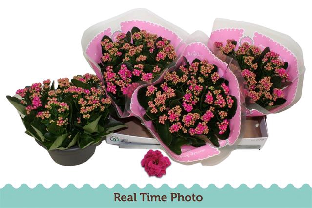 KALAN CALAN GERALDO PURPLE 23CM