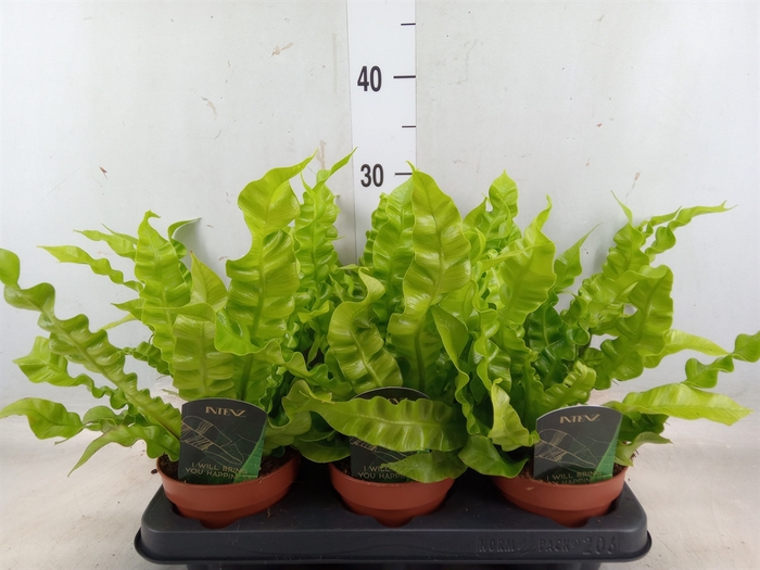 <h4>Asplenium nidus 'Crispy Wave'</h4>