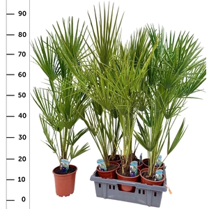 CHAM HUMILIS