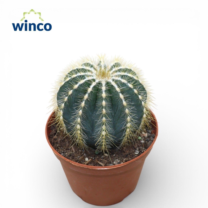 <h4>Notocactus Magnificus</h4>