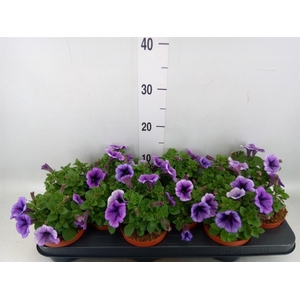 Petunia  'Famous Lilac Vein'