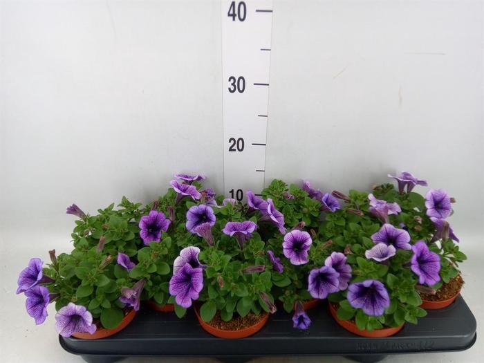 <h4>Petunia  'Famous Lilac Vein'</h4>