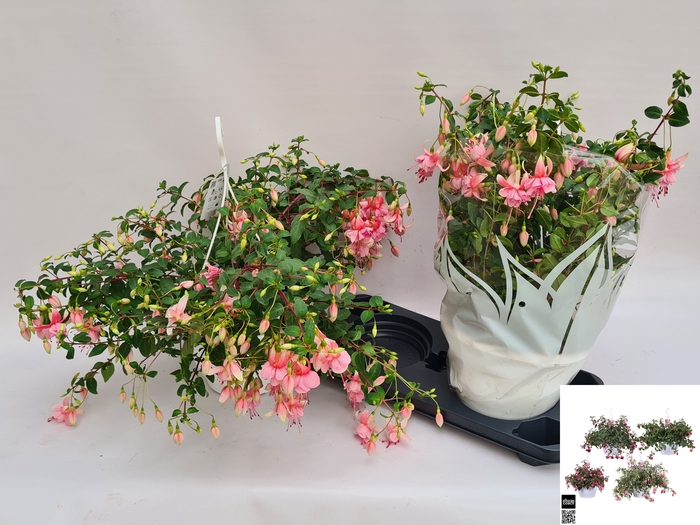 <h4>FUCHSIA OV</h4>