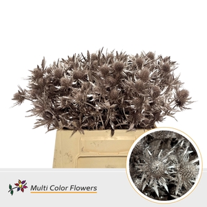 Eryngium Champagne