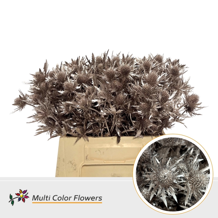 <h4>Eryngium Champagne</h4>