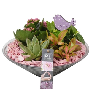 PTSD5703 Arrangementen kamerplanten