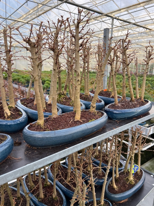 <h4>Pseudolarix forest- group 5 stem</h4>