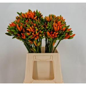 Capsicum Paprika Orange