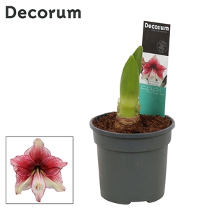 Amaryllis Tosca 2 Knop (Decorum)