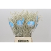 Amaranthus Yearming Desert