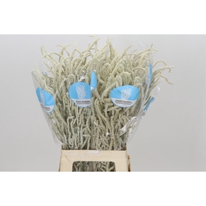 Amaranthus Yearming Desert