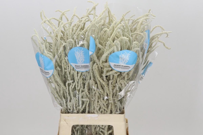 <h4>Amaranthus Yearming Desert</h4>
