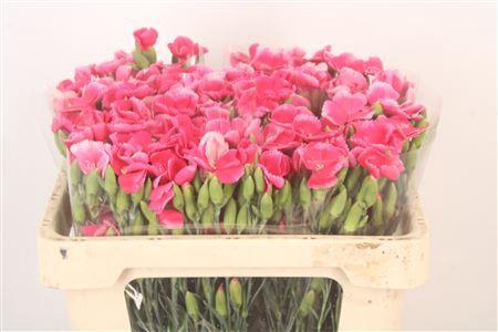 <h4>Di Symply Cherry Cerise</h4>