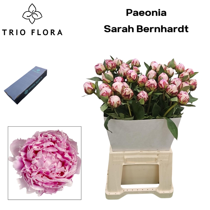 <h4>PAEO L SARA BERNHARD L Box</h4>
