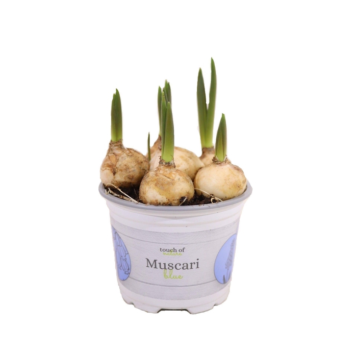 <h4>Muscari Blue 9cm</h4>