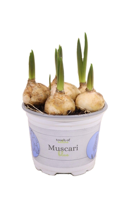 Muscari Blue 9cm