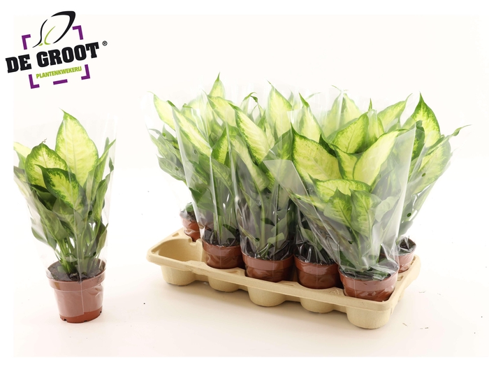 <h4>DIEFF CAMILLA</h4>