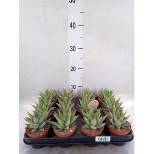 Haworthia limifolia 'Spider White'