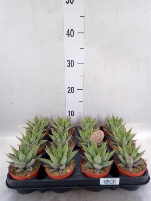 <h4>Haworthia limifolia 'Spider White'</h4>