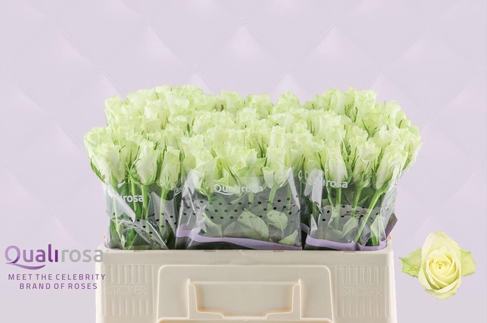 <h4>R Gr Athena</h4>