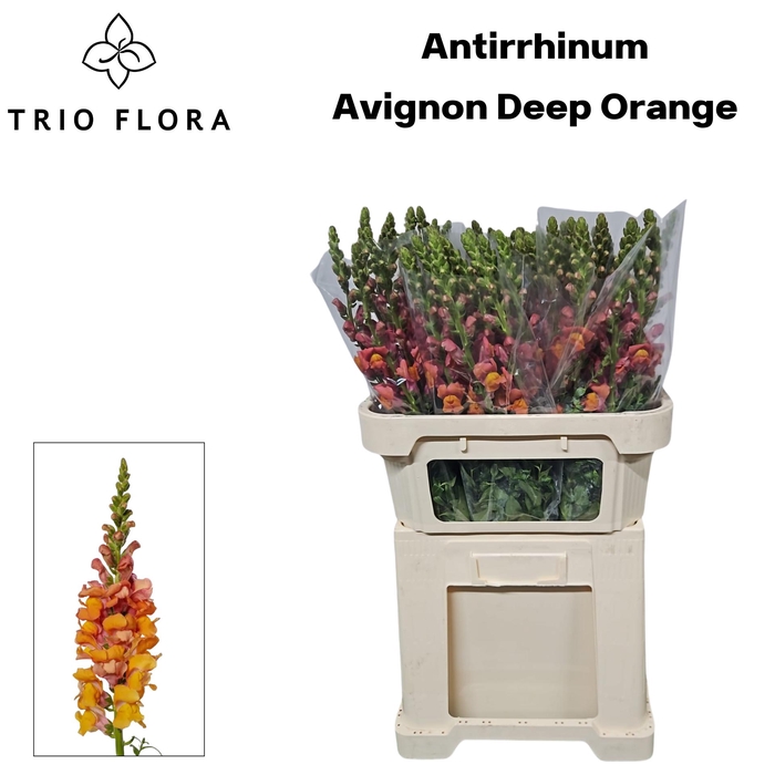 <h4>ANTIR AVIGNON D ORAN 998</h4>