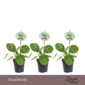 Pilea peperomoides