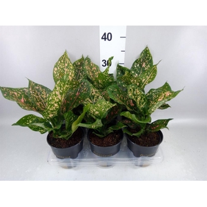 Aglaonema KB 'Pink Leopard'