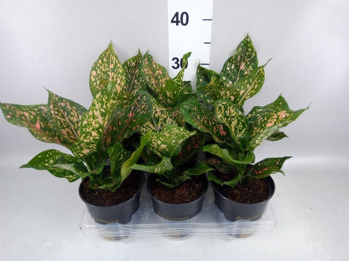 <h4>Aglaonema KB 'Pink Leopard'</h4>