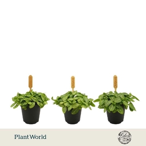 Fittonia Verschaffeltii mini Bambino