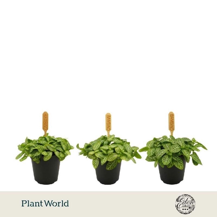 <h4>Fittonia Verschaffeltii mini Bambino</h4>