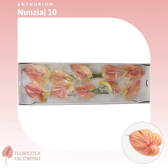 <h4>Anthurium Nunzia</h4>