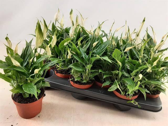 <h4>SPATH CHOPIN</h4>