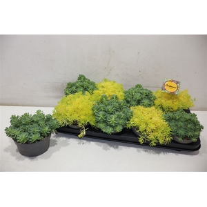 Sedum Gem