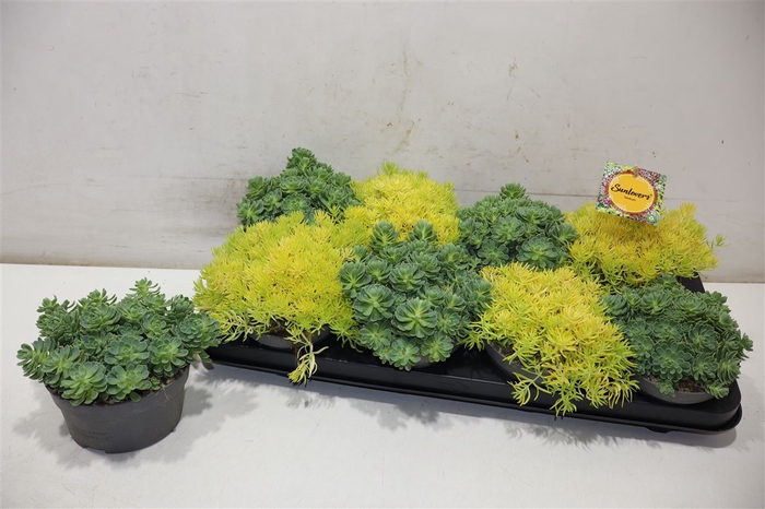 <h4>Sedum Gem</h4>