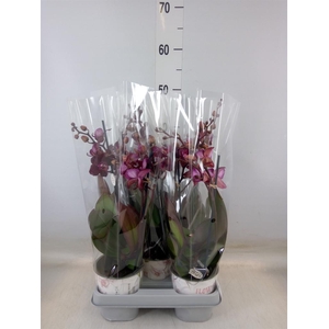 Phalaenopsis multi. 'Ant Cartagena'