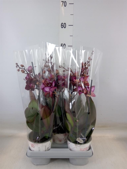 <h4>Phalaenopsis multi. 'Ant Cartagena'</h4>