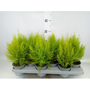 Cupressus macro. 'Goldcrest Wilma'
