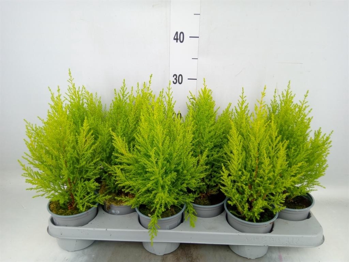 <h4>Cupressus macro. 'Goldcrest Wilma'</h4>