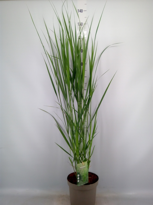 <h4>Panicum virgatum</h4>