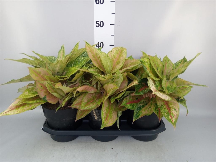 <h4>Aglaonema   ...</h4>