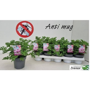 PEL GRAV ANTI MOSQUITO P12