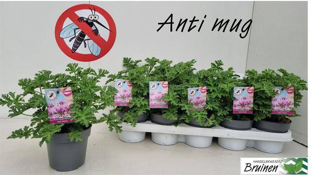 <h4>PEL GRAV ANTI MOSQUITO P12</h4>