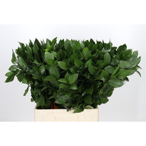 RUSCUS HYPOPHYLLUM