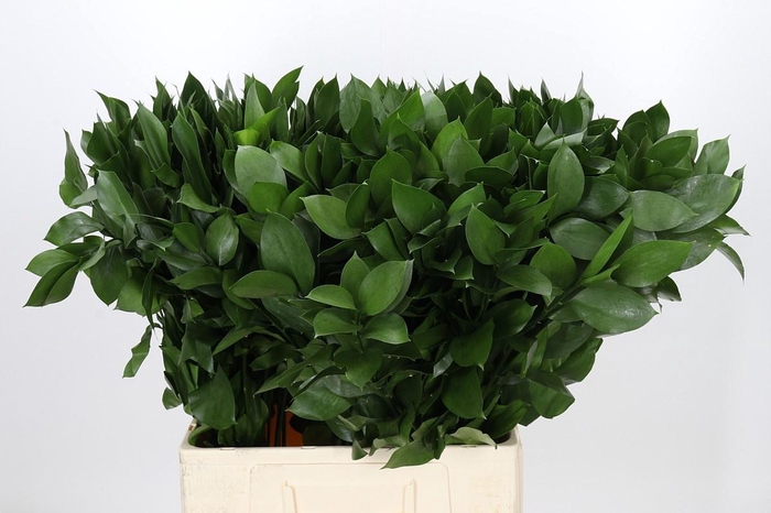 <h4>RUSCUS HYPOPHYLLUM</h4>