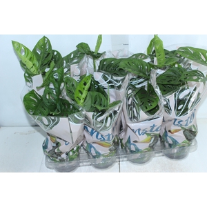 MONSTERA OBLIQUA ADANSONII P15