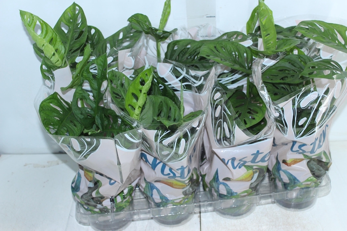 <h4>MONSTERA OBLIQUA ADANSONII P15</h4>