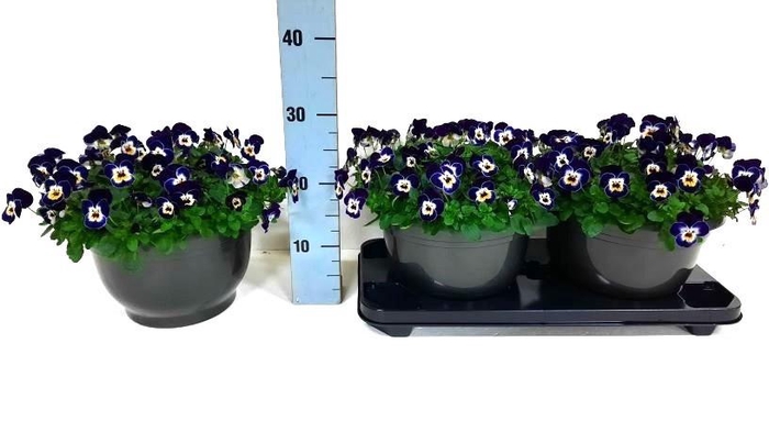 <h4>VIO CO EM JOLLY FACE</h4>